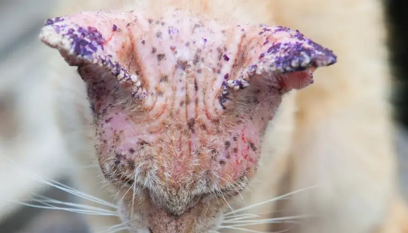 Gato con piel irritada y escamas moradas en las orejas, indicativo de hongos en gatos.