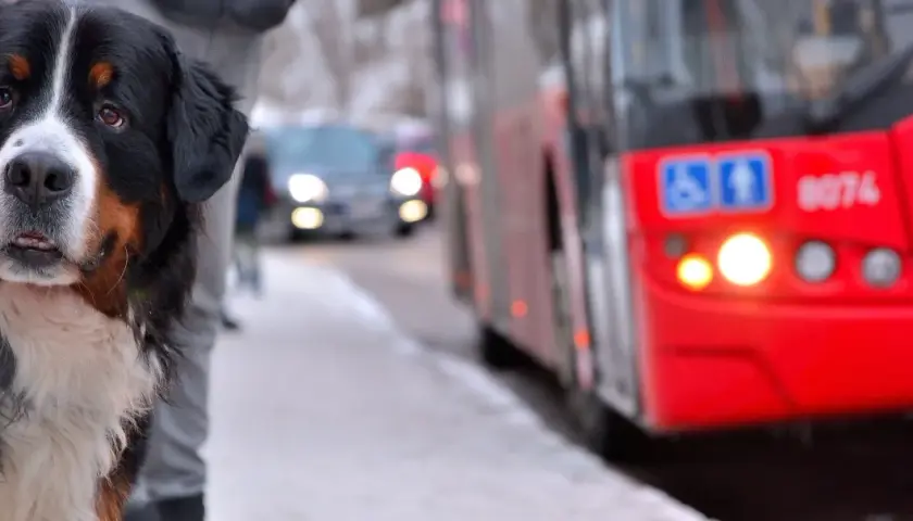 Ein Berner Sennenhund wartet geduldig am Straßenrand, während ein roter Bus vorbeifährt. Vielleicht sind diese Hunde im Bus unterwegs zu einem Abenteuer.