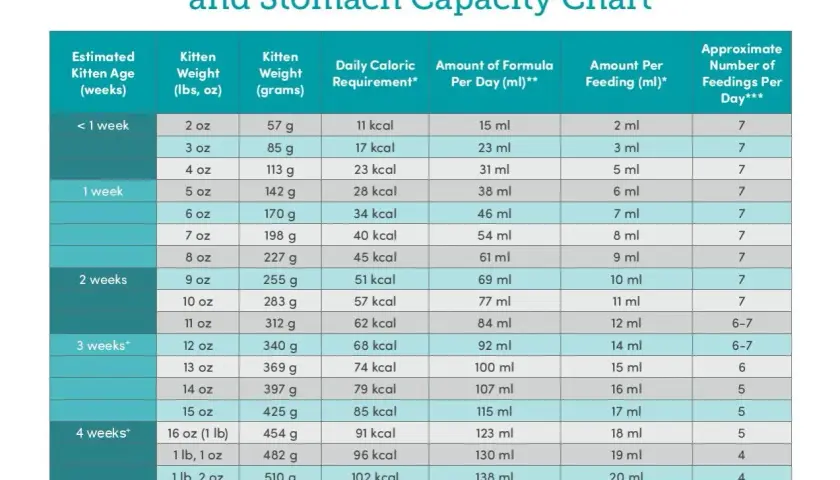 Kitten bottle feeding and stomach capacity chart showing age, weight, caloric needs, and formula amounts per day and feeding.