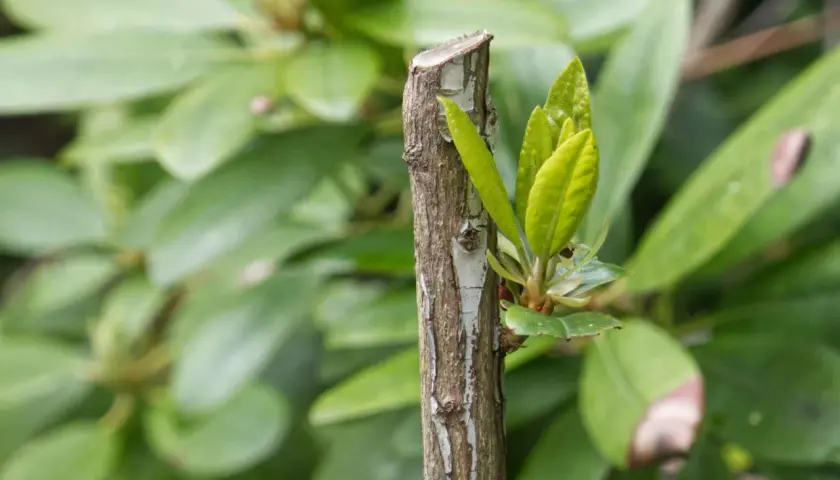 Ny tillväxt spirar från en nyligen klippt rhododendron.