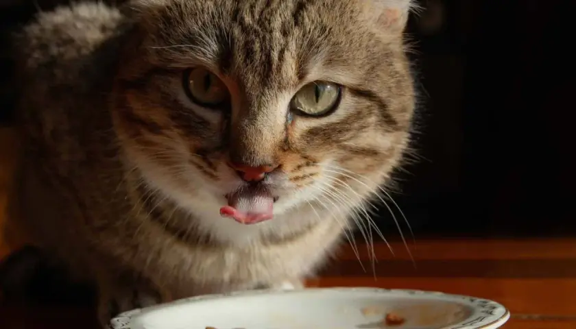 Gato atigrado saborea su pienso salvaje con la lengua fuera.