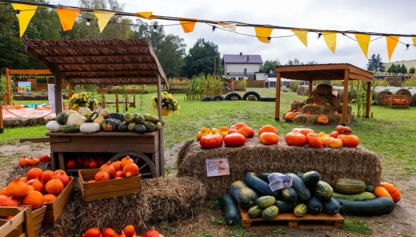 Farma dyni w Warszawie oferuje bogactwo jesiennych zbiorów. Na straganach i belach siana znajdziesz dynie, kabaczki i inne warzywa.