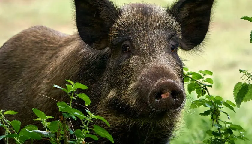 Un jeune bébé sanglier, curieux, émerge de la végétation verdoyante.