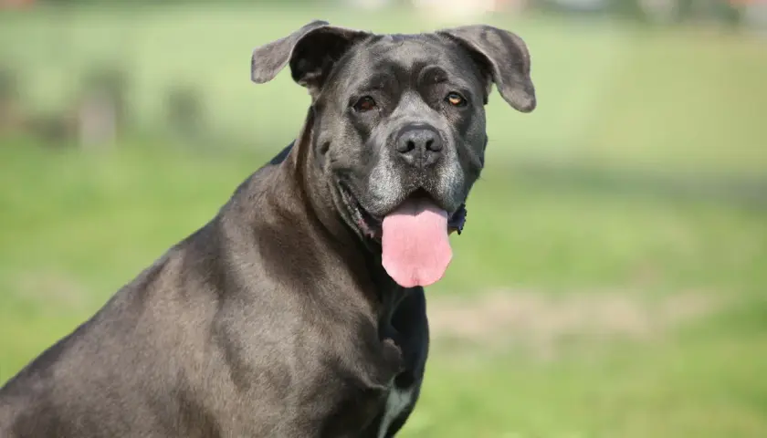 Potężny pies rasy cane corso italiano z językiem na wierzchu, siedzący na tle zielonej łąki.