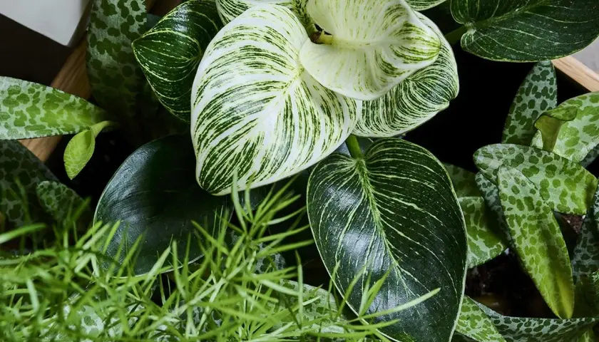Zadbaj o lśniące liście kwiatów! Na zdjęciu bujna zieleń: Philodendron Birkin, pnącze i inne rośliny.