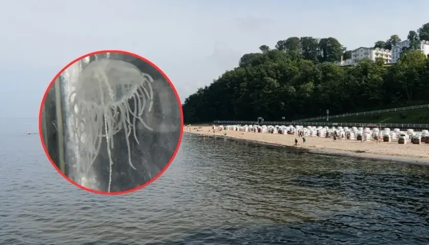Czy meduzy w Bałtyku są groźne? Poznaj niebezpieczeństwa i zagrożenia
