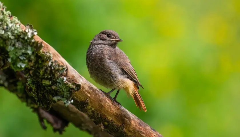 Kleiner brauner Vogel mit rostbraunem Schwanz auf einem bemoosten Ast. Hilft bei der vogelart bestimmen.