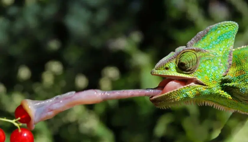 Zielony kameleon wyciąga długi, lepki język, by złapać czerwone jagody. Tak właśnie działa kameleon!