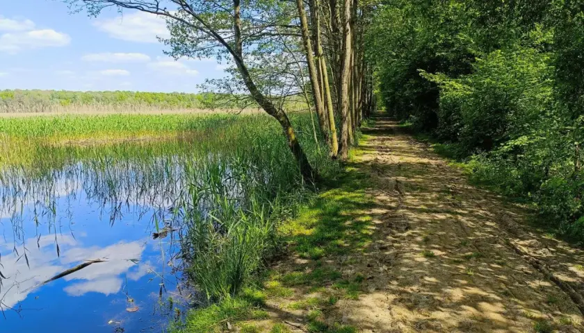 Błotnista ścieżka perehod wiedzie wzdłuż jeziora porośniętego trzciną, pośród drzew.