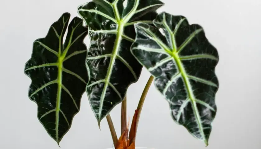 Alocasia scalprum z ciemnozielonymi, błyszczącymi liśćmi o wyraźnych, jasnych żyłkach, w białej doniczce.