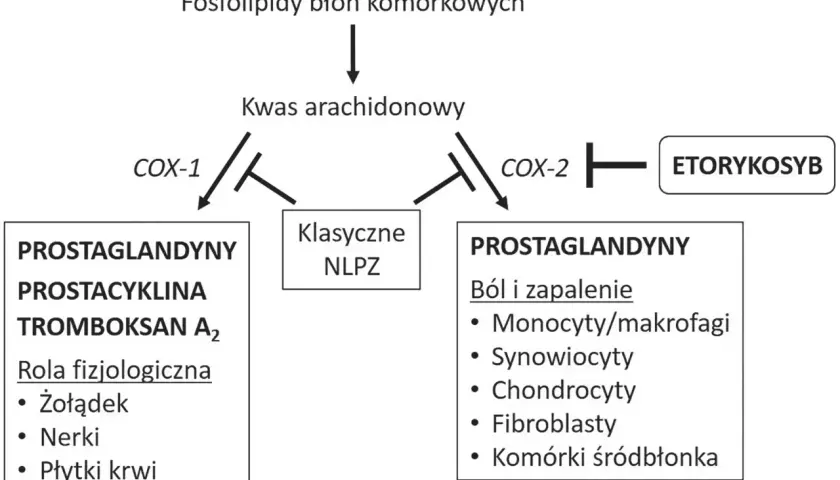 Schemat działania enzymów COX-1 i COX-2. Etorykoksib hamuje COX-2, wpływając na ból i zapalenie. Klasyczne NLPZ hamują oba enzymy.
