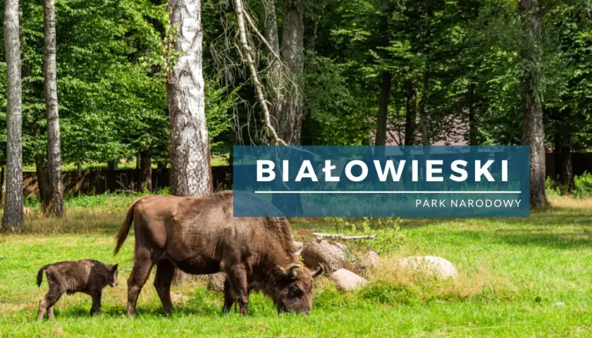 Żubrzyca z cielakiem na zielonej polanie w Białowieskim Parku Narodowym. Piękne białowieski park narodowy zdjęcia.