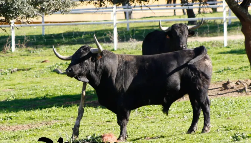 Toros bravos pastando en la ganadería Cortijoliva. Un toro negro con cuernos imponentes se alza en primer plano, mientras otro le sigue de cerca.