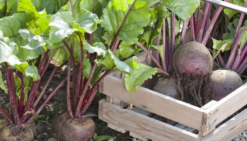 Frisch geerntete rote Bete mit grünen Blättern und roten Stielen liegen in einer Holzkiste. Die Ernte ist erfolgreich!