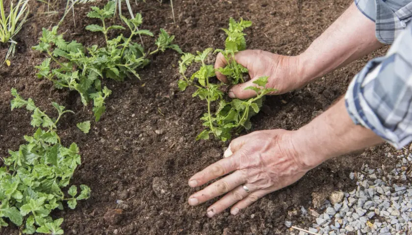 Mains plantant une verveine citronnelle en pot dans la terre.