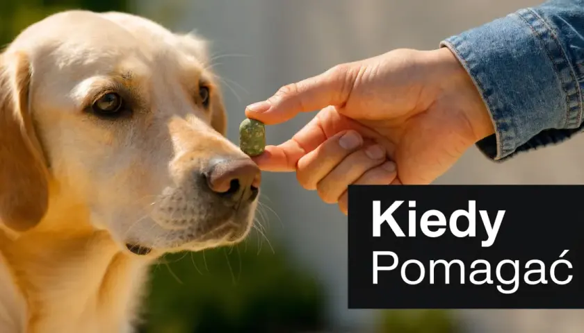 Złoty retriever wącha przysmak. To ludzki probiotyk dla psa, który pomaga mu czuć się lepiej.
