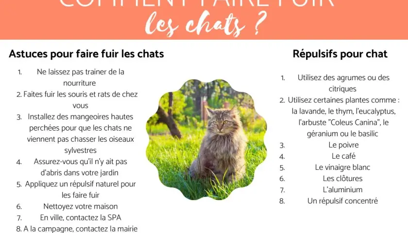 Un chat majestueux assis dans l'herbe, entouré de conseils pour un anti chat jardin efficace.