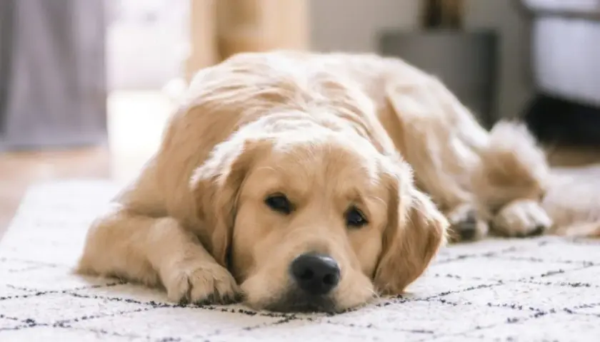Un perro labrador dorado descansa en una alfombra con un patrón de rombos.