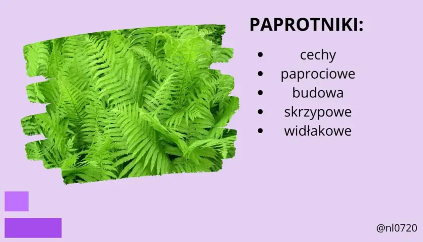Paprotniki: cechy paprociowe, budowa skrzypowe, widłakowe. Bujne, zielone liście paproci tworzą gęsty dywan.
