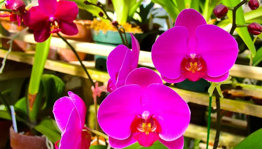 Bouture orchidée rose vif, avec des bourgeons sur la tige. Les fleurs sont magnifiques et délicates.