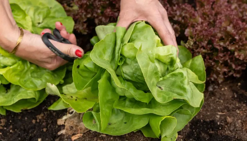 Hände ernten einen grünen Kopfsalat. Hoffentlich schmeckt der Salat nicht bitter, denn er sieht frisch aus.