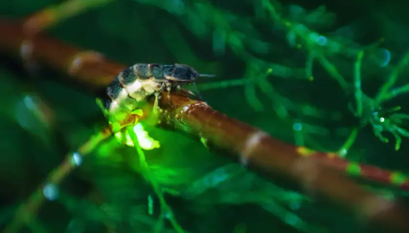 Una pequeña luciernaga brilla en una rama en España, iluminando la noche verde.