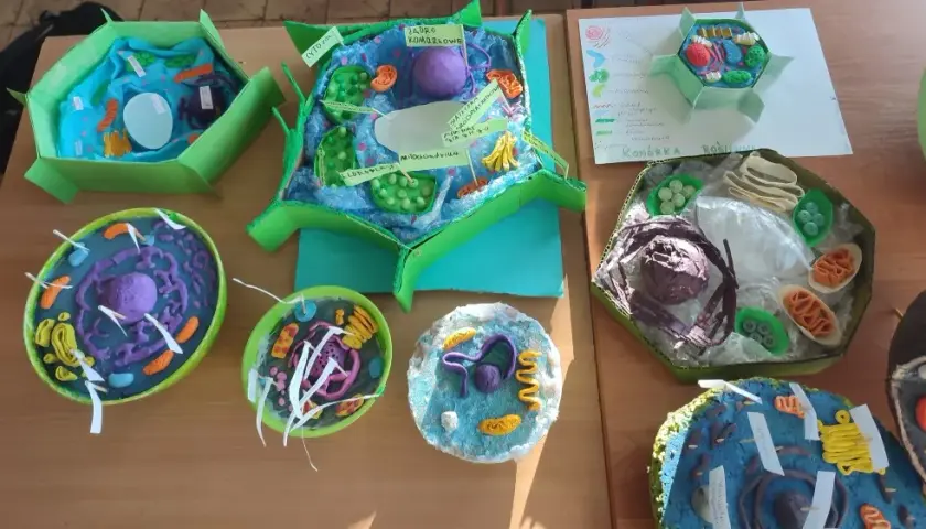 Jak wykonać model komórki roślinnej - krok po kroku z materiałami