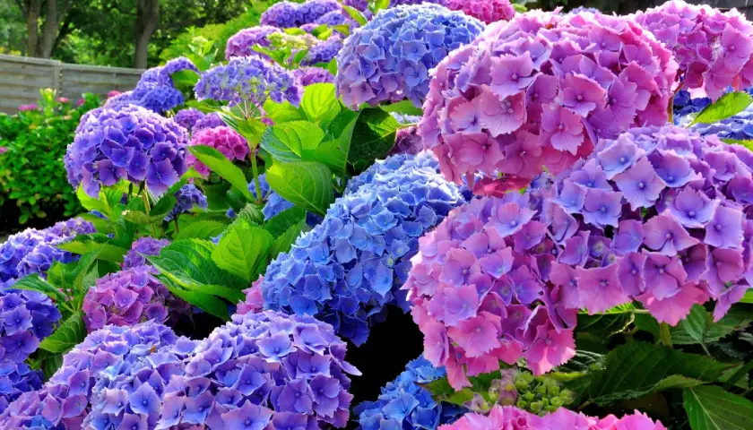 Abundante hortensia en maceta, con flores azules y rosadas vibrantes, creando un tapiz floral exuberante y lleno de color.