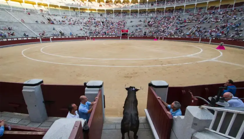Un toro bravo entra en la arena, preparándose para el tercio de varas ante una multitud expectante.