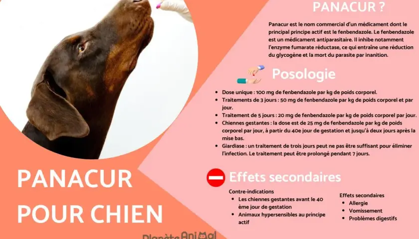 Un chien brun reçoit une pilule. Le texte mentionne le Panacur pour chien et ses effets secondaires possibles.