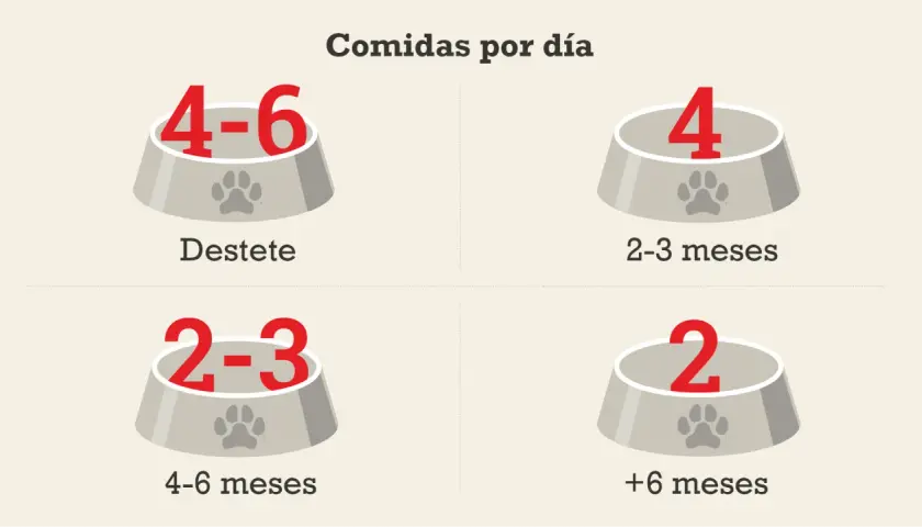 Un cachorro de 2 meses come 4 veces al día. La imagen muestra cuántas comidas diarias necesita un perro según su edad.