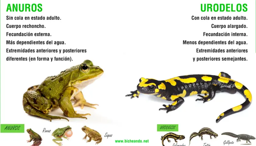 Comparación de tipos de ranas (anuros) y urodelos. Se muestran una rana verde y una salamandra, destacando sus diferencias físicas y reproductivas.