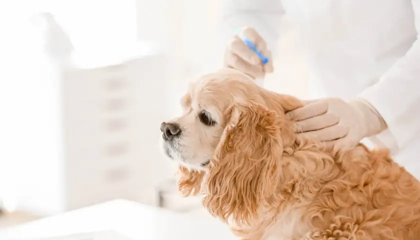 Veterinario administra inyección para castración química perro. Un cocker spaniel dorado recibe tratamiento.