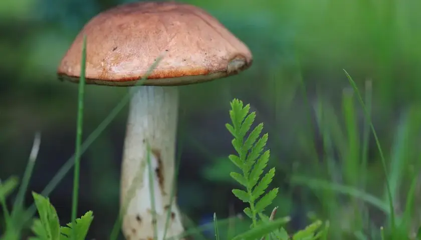 Borowik przyczepkowy - poznaj sekrety rzadkiego skarbu polskich lasów