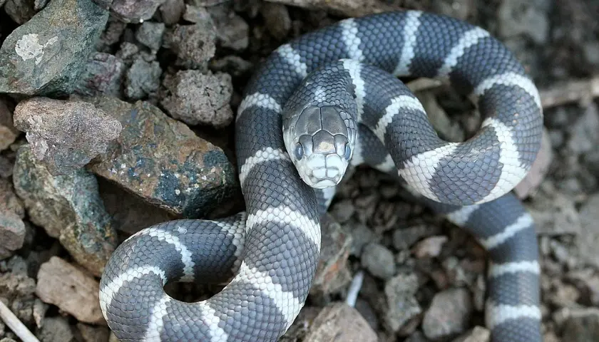 Serpiente rey mexicana con llamativas bandas grises y blancas, posada entre rocas y tierra.