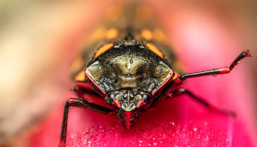 Fotografia makro: głowa owada z kroplami rosy na pancerzu, siedzącego na różowym kwiecie.