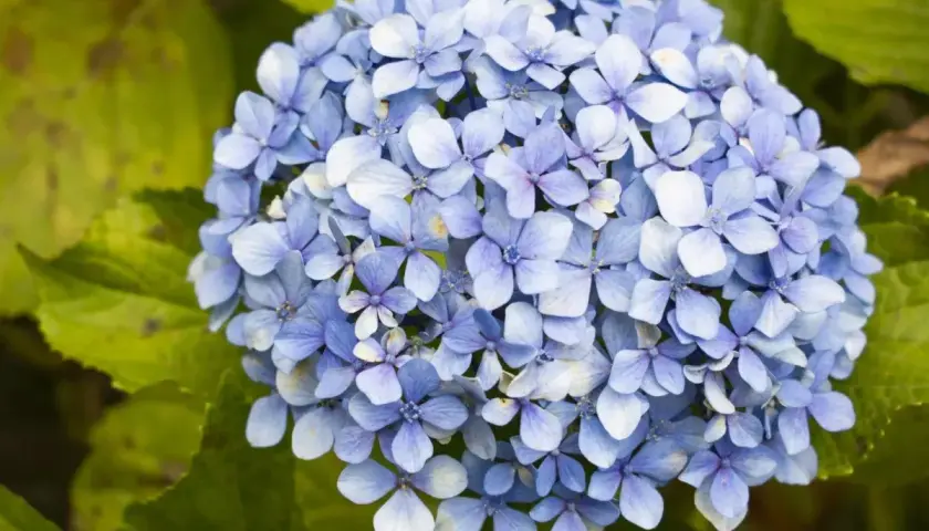 Un mazzo di ortensie blu, con foglie verdi sullo sfondo. Queste immagini possono aiutare a identificare le malattie delle ortensie.