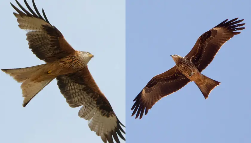 Zwei Rotmilane im Flug von unten betrachtet. Ihre weit ausgebreiteten Flügel und gegabelten Schwänze sind gut zu erkennen.
