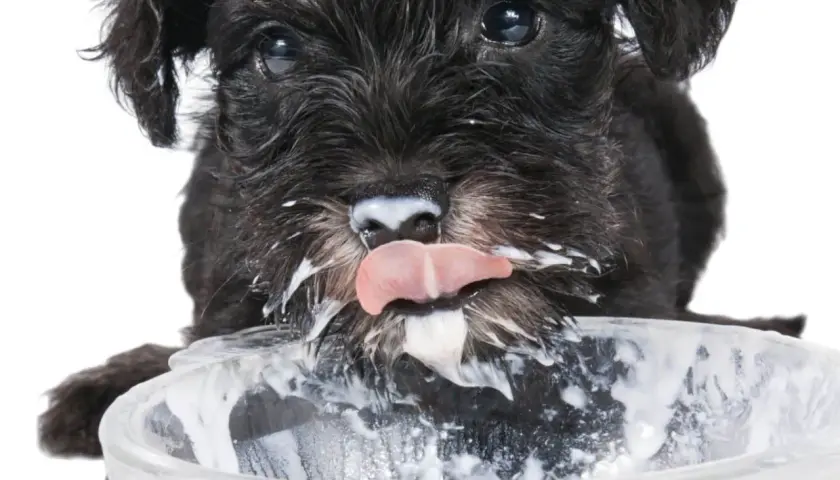 Un cachorro schnauzer negro, con la cara cubierta de yogur, lame un cuenco. ¡Los perros pueden comer yogur!