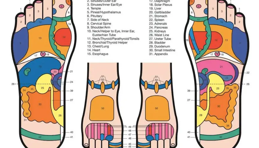 Mappa riflessologia plantare: il tallone (zona 40-42) è collegato a organi come la vescica e l'intestino.