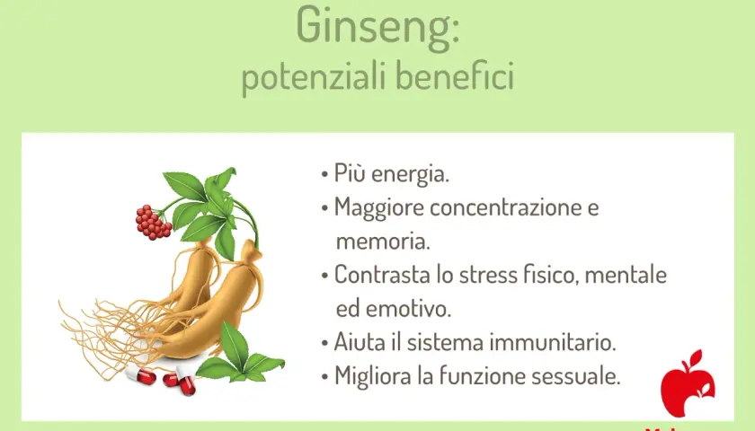 Ginseng: benefici e controindicazioni. Radici, bacche e capsule mostrano i potenziali effetti positivi su energia, concentrazione, stress e sistema immunitario.