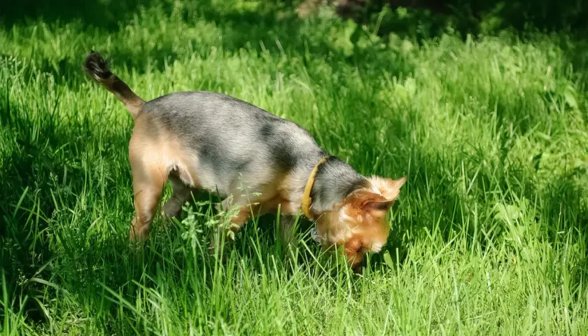 Ein kleiner Hund mit gelbem Halsband schnüffelt im hohen Gras. Er scheint etwas im Gras zu finden, das ihn sehr interessiert, vielleicht frisst er eigenen Kot im Garten.