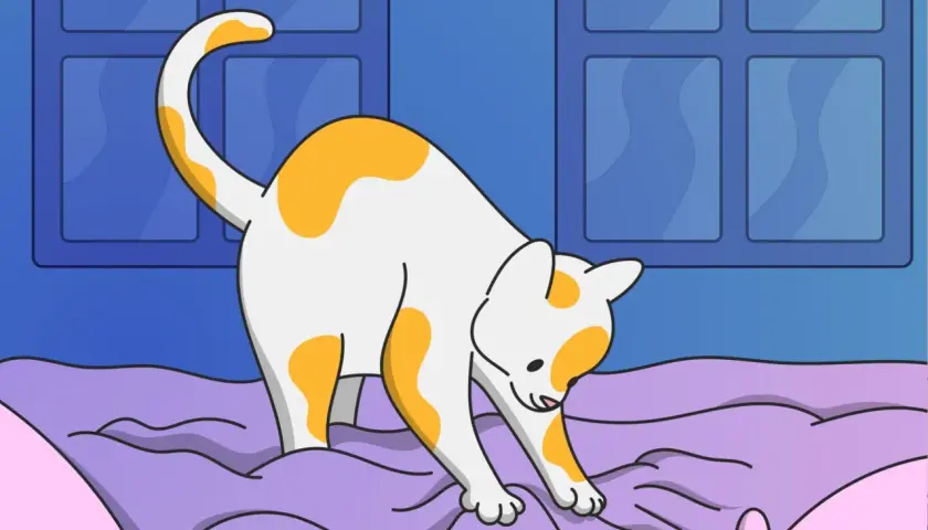 A white and orange cat kneads a purple blanket, perhaps wondering why doesn't my cat make biscuits.