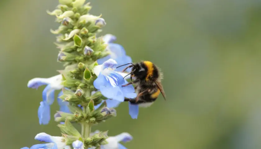 Hummel sammelt Nektar auf blauer Blüte. Ein schöner bienengarten anlegen beginnt mit solchen Momenten.