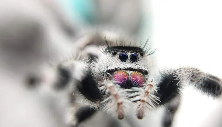 Puszysta tarantula z błyszczącymi, fioletowymi oczami i czarnymi, błyszczącymi oczami.