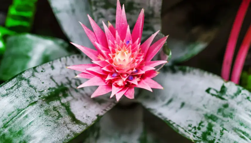 Aechmea: cura e consigli per una pianta rigogliosa. Fiore rosa acceso e foglie verdi con sfumature argentate.
