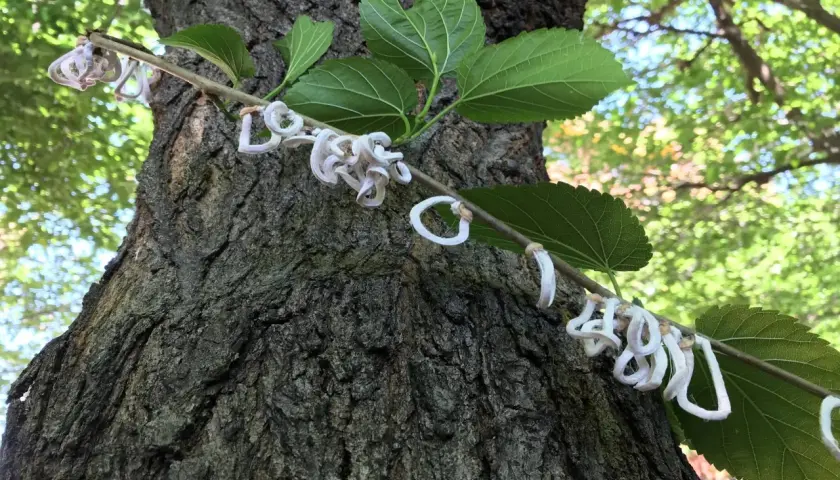 Un ramo con foglie verdi e fiori bianchi a forma di anello, forse di Takahashia japonica insetto adulto, si appoggia su un tronco d'albero rugoso.