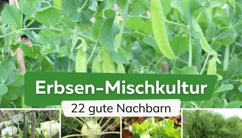 Erbsen-Mischkultur: Gurken, Kohlrabi, Salat und Fenchel sind nur einige der 22 guten Nachbarn für Erbsen im Garten.