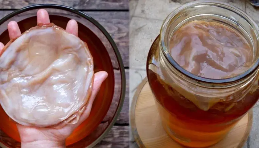 Kombucha - gdzie kupić i jak samodzielnie zrobić zdrowy napój?