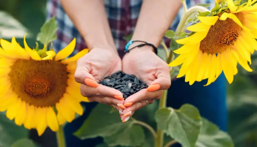 Mani che raccolgono semi di girasole, con due grandi fiori gialli sullo sfondo.